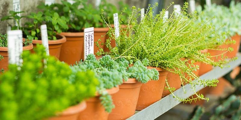 Plant, Cake & Book Sale