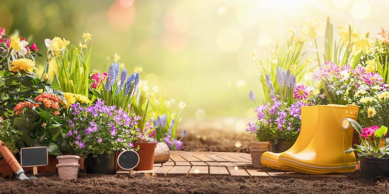 Garden Flowers, Plants and Tools on a Sunny Background. Spring Gardening Works Concept