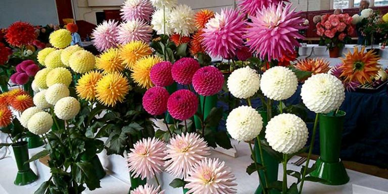 Street Chrysanthemum
