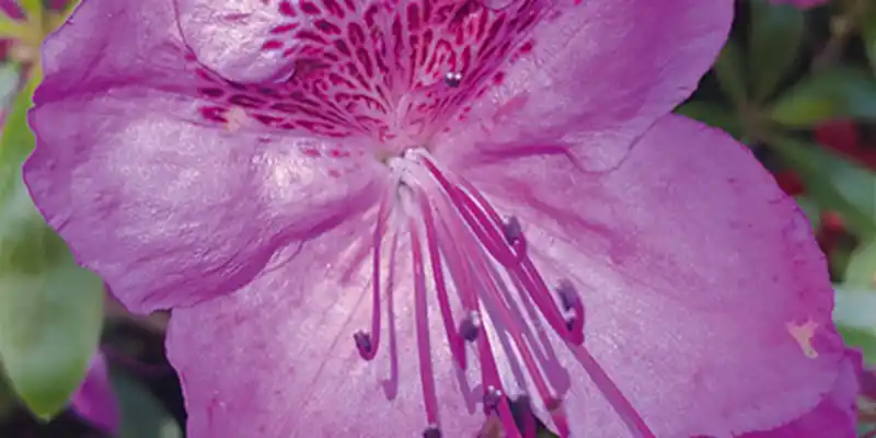 Somerton Gardeners Club