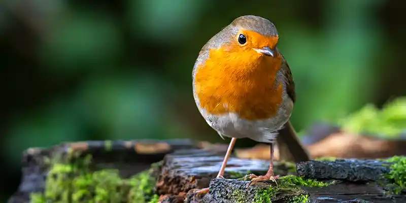 “Bird Calls” a talk given by Chris Sperring MBE