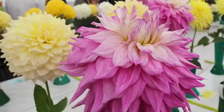 Burnham Area Flower Club