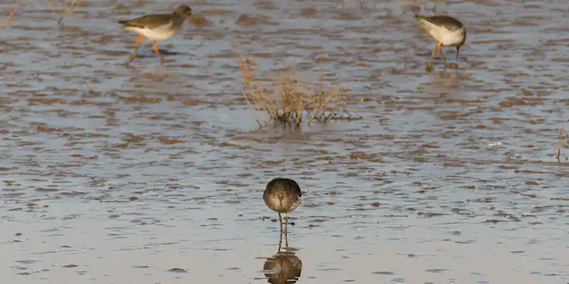 Steart Marshes