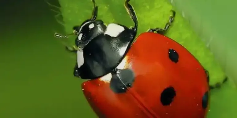 Weston-super-Mare Archaeological & Natural History Society