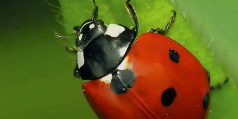 Weston-super-Mare Archaeological & Natural History Society