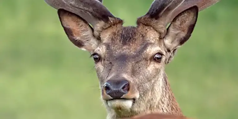 portishead camera club