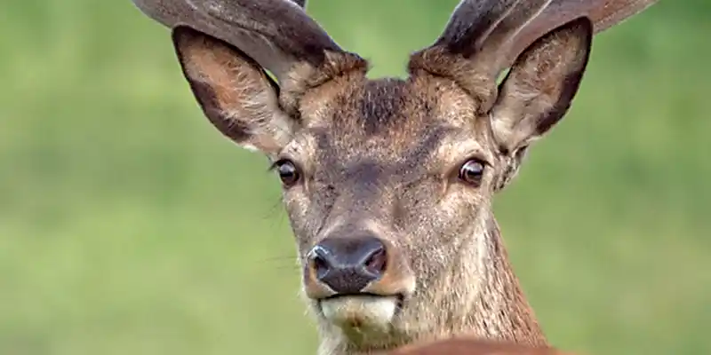 portishead camera club