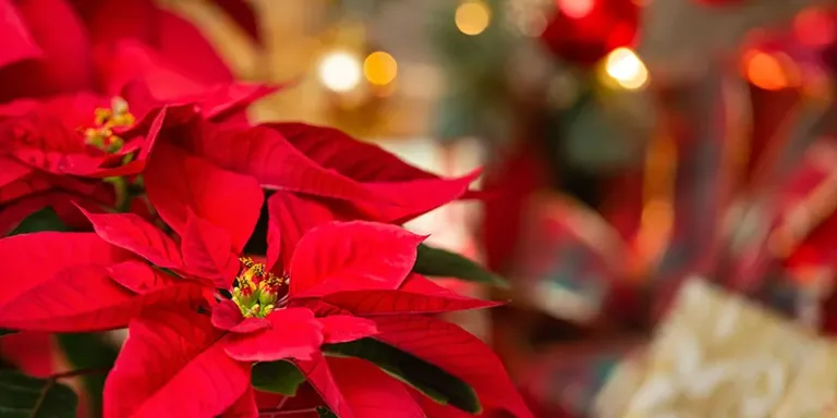 Flowers for Christmas by Fleur White