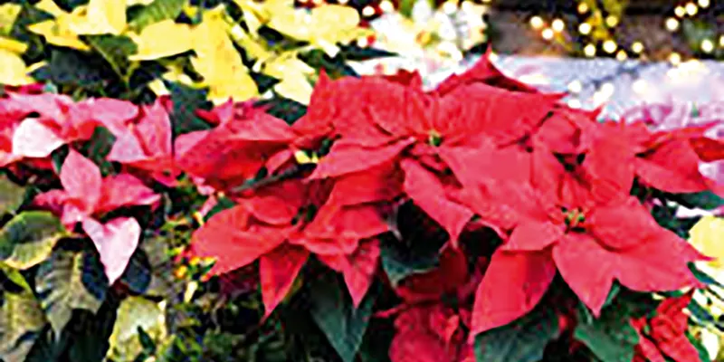 Houseplants for Christmas