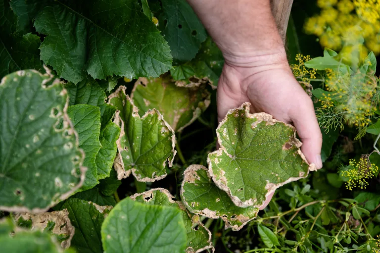 How to control pests and diseases in your garden!