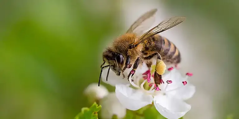 Want to know more about Bees? Join our beekeeping course